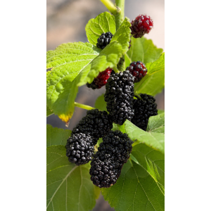 Moruša čierna (Morus nigra) ‘GERARDI DWARF’ - výška 20-30 cm, kont. C2L
